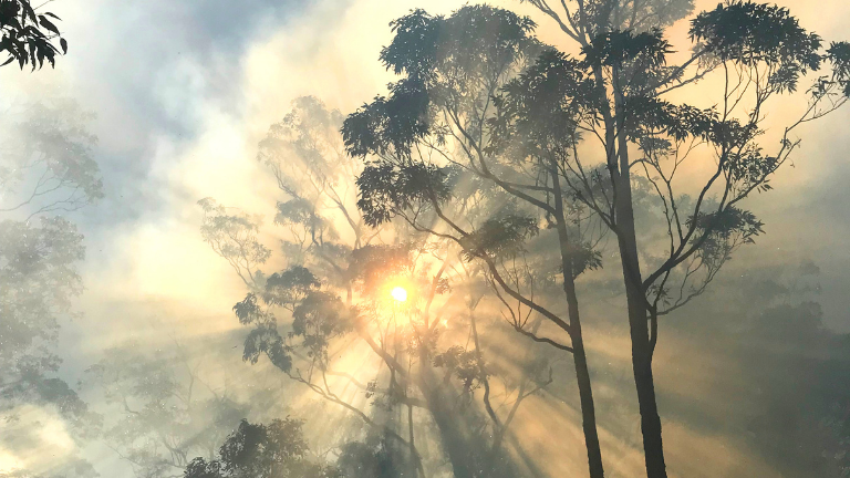 Heart Foundation funds HMRI research into effects of bushfires on heart and lung health