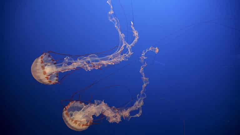 Box jellyfish