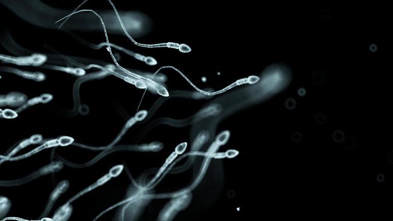 Researchers make new connections between sperm and body-wide health