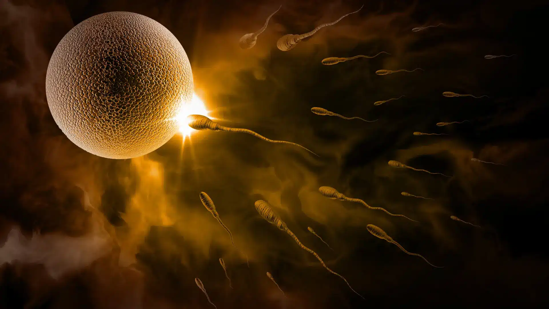 Human sperm travelling to an egg