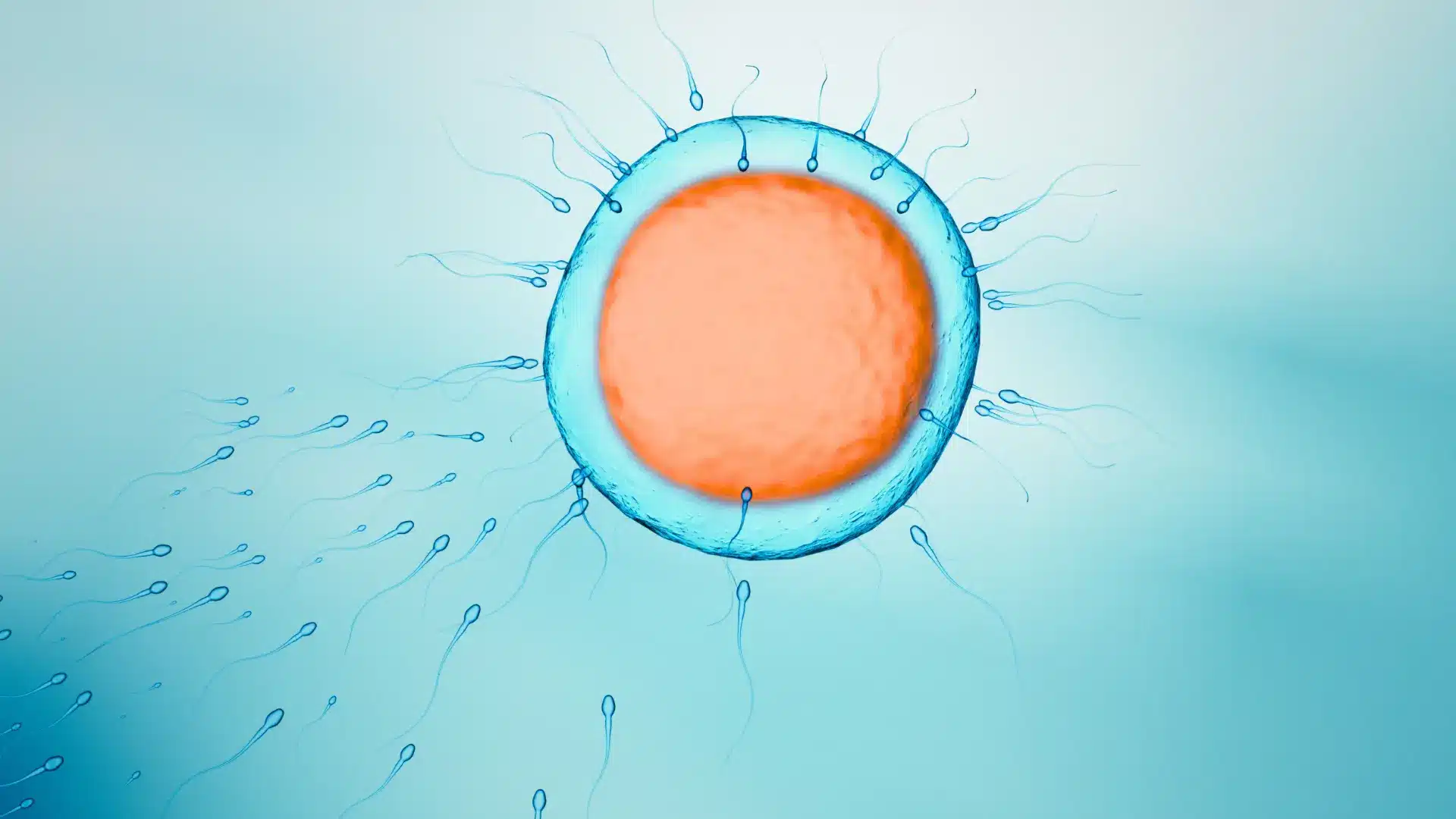HMRI Fertility and Reproduction